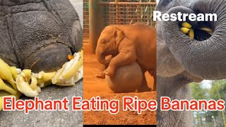 Elephant Eating Ripe Bananas and Playing a Ball👍 [upl. by Adnamal]