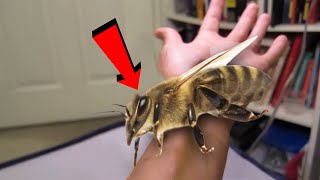 Biggest Insects Ever Found in The World 3 [upl. by Gnoz]