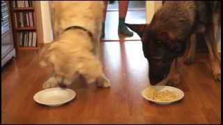 Spaghetti Eating Competition Golden Retriever vs German Shepherd [upl. by Simonetta]