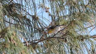 Striated Pardalote Hervey Bay Qld [upl. by Skiba]