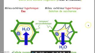 البيولوجيا بالدارجة المغربيةTP2phenomen de losmos module de la biologie cellulaire [upl. by Mccready999]