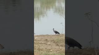 Rednaped ibis [upl. by Atinnek731]