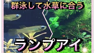 【アクアリウム】群泳して水草に合うランプアイ！【ランプアイ】【生体導入】 [upl. by Barnum]