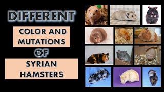 Different Colors and Mutations of Syrian Hamsters l Syrian Hamsters Color Types [upl. by Raoul99]