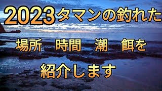 （タマン釣り）2023タマンの釣れた、場所、時間、潮、餌を紹介します。 [upl. by Aikimat999]