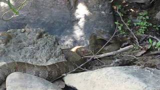 Northern Water Snake eating a fish [upl. by Stahl]