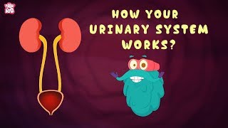 How Your Urinary System Works  The Dr Binocs Show  Best Learning Videos For Kids  Peekaboo Kidz [upl. by Yrad91]