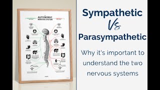 Sympathetic vs Parasympathetic Why its Important to Understand the Two Nervous Systems [upl. by Alah]