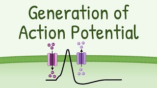 Generation of Action Potential  How Action Potential is Generated in neurons muscles etc [upl. by Minnnie]