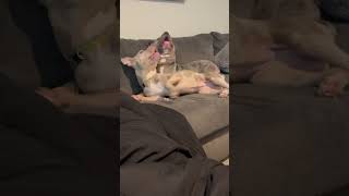 Let’s Cuddle puppy americanbully dog family cuddle fyp shortvideos viral shorts [upl. by Greenberg424]