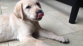 Yellow Labrador Puppy for Adoption  Tender Oak Labradors [upl. by Bobbee105]