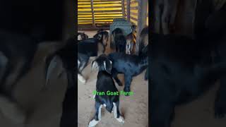 Desi goat farm  kids amp goat care goathusbandry goatfarming animals goatfarm cow viralvideo [upl. by Suoicserp110]