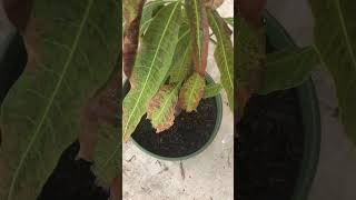 Mango tree dying I need help [upl. by Rosette]