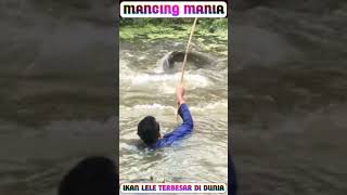 MANCING MANIA IKAN LELE TERBESAR DI DUNIA [upl. by Maren685]