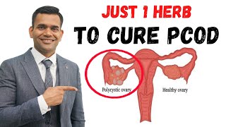 Just 1 Teaspoon Per Day To Cure PCODPCOS amp Irregular Periods Permanently [upl. by Giess]