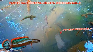 MENYERAMKAN Mancing Channa Limbata Ditempat Angker  Sungai Yang Banyak Ikan Channa Limbatanya [upl. by Jere]