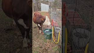 Thirsty Honey Cow cows homesteading farmlife sillythings cuteanimals farming loveforcows [upl. by Ynohtn]