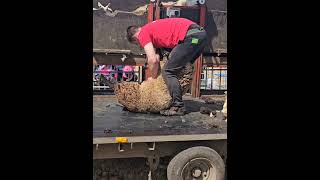 Sheep Shearing [upl. by Brunell]