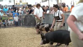 Carroll County Fair Swine Market Show 2023 [upl. by Chryste]