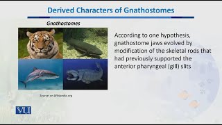 Derived Characters of Gnathostomes  Biodiversity amp EvolutionII  BT201Topic055 [upl. by Ahsitul]