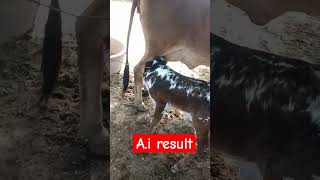 Result of artificial insemination in cow AI progeny [upl. by Ayanet]