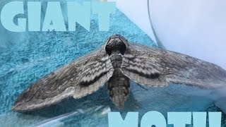 Giant Moth  Phoenix Arizona [upl. by Ellerd]