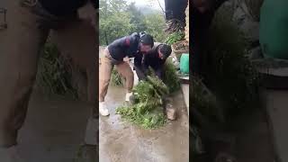 The process of cutting alfalfa with steel knife [upl. by Rafaellle]