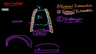 Introduction to Anatomy Ventilation [upl. by Perlie]