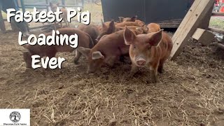 This Makes Loading Pigs EASY [upl. by Marilee]