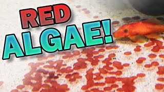 Get Rid of Coralline Red Algae in Freshwater Aquariums  How I Eliminated it from One Tank [upl. by Labaw]