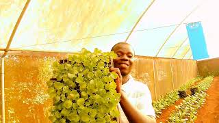 SEEDLINGS PROPAGATION AND TRIAL PLOTS FOR VARIOUS CROP VARIETIES [upl. by Puduns643]