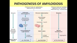 Amyloidosis Part 1 [upl. by Devona]