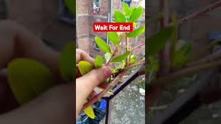 Sadabahar plant ☘️🌺 plants vinca gardening flowers youtubeshorts gardeningtips viralshort [upl. by Capps637]