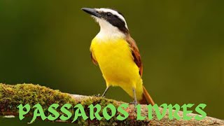 Muitos pássaros 🐦 livres na minha chácara [upl. by Asserak517]