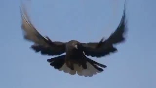 Russian Nikolaevsky Highflyer Pigeons ہائی فلائر کبوتر کی اصل نسل [upl. by Koblas]