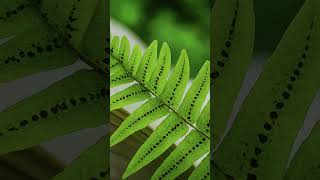 Vascular cryptogams pteridophytes pteridophyta shortsfeed shorts shortsvideo shortvideo [upl. by Ellocin545]