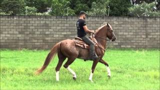 CAVALO MANGALARGA MARCHADOR ZAMORANO DA BOA FÉ [upl. by Hubing]