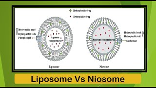 II NDDS II Difference between Liposomes and Niosomes [upl. by Marielle]