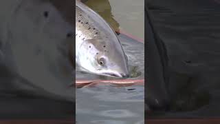 Atlantic Salmon Destroys Dry Fly [upl. by Imim]