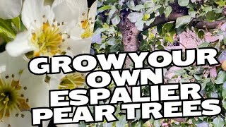 How to prune ESPALIER PEAR TREES  Growing fruit trees in small spaces [upl. by Hertberg]