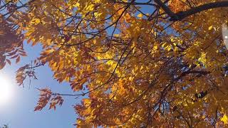 🍂American ash tree in earlyNovember Fraxinus americana the White ash tree🍂 [upl. by Sillig126]