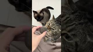 😺Daily Cat Adventures CuteCats FelineFun CatLovers fatcat cat funny shorts cats fyp love [upl. by Pitarys]