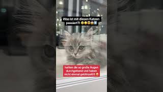 Die ARMEN Katzen brauchen Hilfe 😔😭💔🐈 cats cat kitten kitty kittens viral fyp trending [upl. by Amaerd]