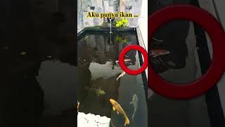 Aku punya ikan youtubeshorts shorts short ikan [upl. by Isa669]