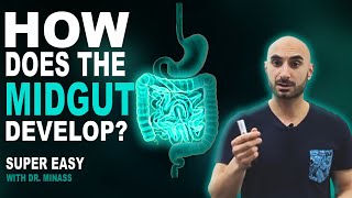 Embryology of the GIT II  Midgut Easy to Understand [upl. by Rafaelle431]