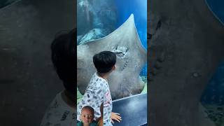 stingray fish video 2024 shark stingray freshwaterstingray fish scubadiving aquarium [upl. by Verdie835]