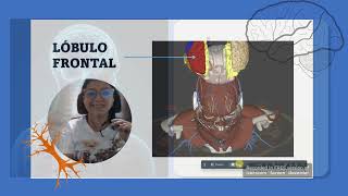 VIDEO EDUCATIVO LOBULOS CEREBRALES Y ARCO REFLEJO [upl. by Shu113]