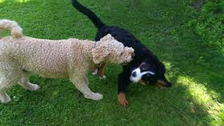 Farfel Goldendoodle and Utley the Bernese Mountain dog [upl. by Laefar]