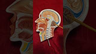 Brain Sagittal Section  shorts shortsindian brainanatomy shortsyoutubeindia anatomy yt [upl. by Alue]