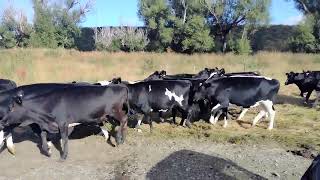 Moving Dairy heifers to new grazing camps [upl. by Anjali800]